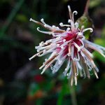 まんだら山のコウヤボウキ(高野箒)