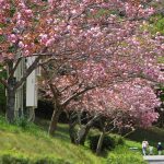 遅れて咲く　桜