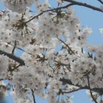 朝日２丁目のさくら・桜