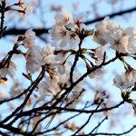 今年も、桜の季節になりました。