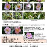 椿の『なまえ』大募集のご案内