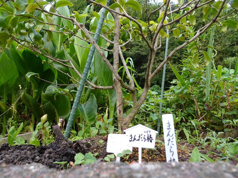 八重桜挿し木にチャレンジ No2 朝日二丁目自治会サイト 八重桜挿し木にチャレンジ No2 朝日二丁目自治会サイト