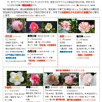 ぶらっとサロン椿通信 10月号