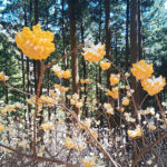 高室山とミツマタ群生地・・・曼荼羅山の草刈