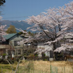 春・桜の季節
