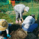 美しくしよう会 蕨の里の草刈りとスイセン球根の植込み