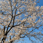 動画編集に挑戦　公園の桜と曼荼羅山