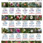 つらつら椿苑開花情報(2022-2023) vol.5 &まんだら山の『ギンリョウソウ』