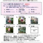 つらつら椿外苑完成記念 椿開花ダービー速報　創刊号(8月7日)