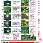 つらつら椿外苑完成記念 椿開花ダービー速報　最終号(9月18日)