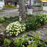 小野駅前花壇に『立金花)』などを植えて来ました