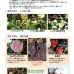 つらつら椿外苑2023年～24年期(マザーファーム)開花記録予告編と再度のお詫び
