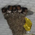 続々・JR小野駅のツバメ　ヒナは5匹!!