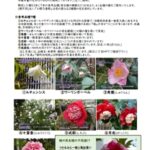 つらつら椿外苑2023年～24年期開花記録 総集編