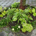 小野駅前花壇に植替えをしてきました
