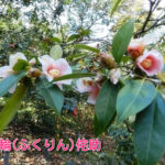 牧野富太郎『植物学雑誌』自筆ワビスケ椿ぬり絵原稿Ⅰ