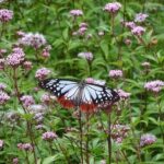 フジバカマを植えてアサギマダラを呼ぼう!!
