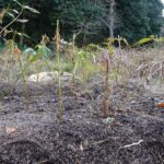 フジバカマを植えてアサギマダラを呼ぼう!! Part2