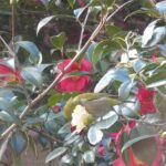 naochanのお散歩写真集2025年2月8日(住民写真館)