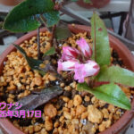 naochanのお散歩写真集“Spring has come!?”(住民写真館)