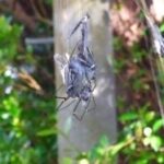あなたはどちらに驚きますか「赤いスズメ」と「トリ食うクモ」