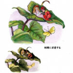 『ぬり絵入門コース』Web講座「妖精のぬり絵シリーズ」より