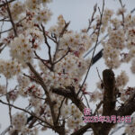 春到来とつらつら椿外苑に動物の足跡が!?