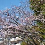 naochanのお散歩写真集“桜が咲き始めています”(住民写真館)