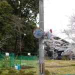 フジバカマを植える会は順延です(2025年4月13日)