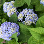 紫陽花(アジサイ)の季節