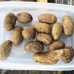 第110回 朝日二丁目金曜朝市10月24日(金)