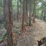 えッまんだら山にも熊の痕跡!?(住民写真館)