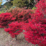 第115回 朝日二丁目金曜朝市11月28日(金)