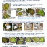 初めての藤袴の匂袋作り2ノ巻(2025年12月1日)